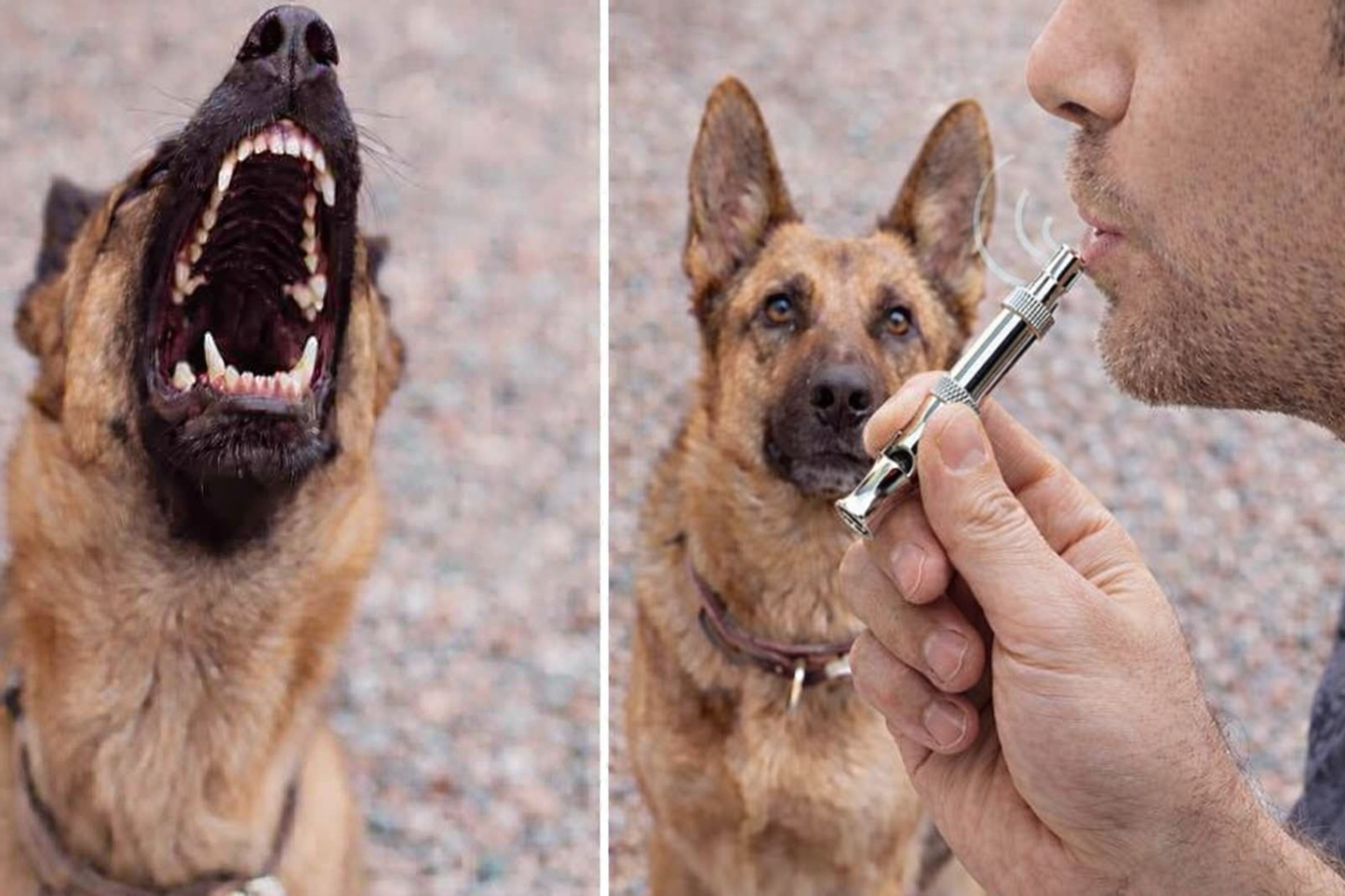 The Simple Sound That Helps Calm Barking Dogs in Seconds