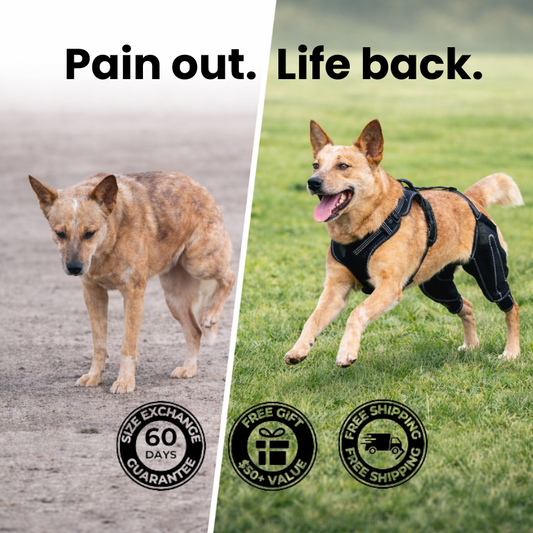 Dual-Leg Hinged Knee Brace Harness